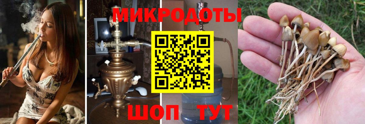 Псилоцибиновые грибы Cubensis Тольятти